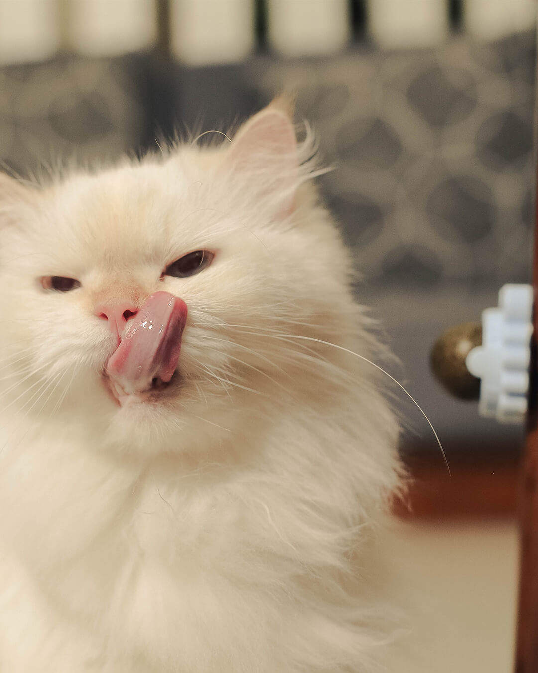 Celery Pets Catnip - Cat Model